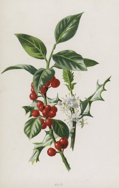 Holly (chromolitho) tekijältä Frederick Edward Hulme