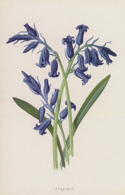 Hyasintti (chromolitho) tekijältä Frederick Edward Hulme