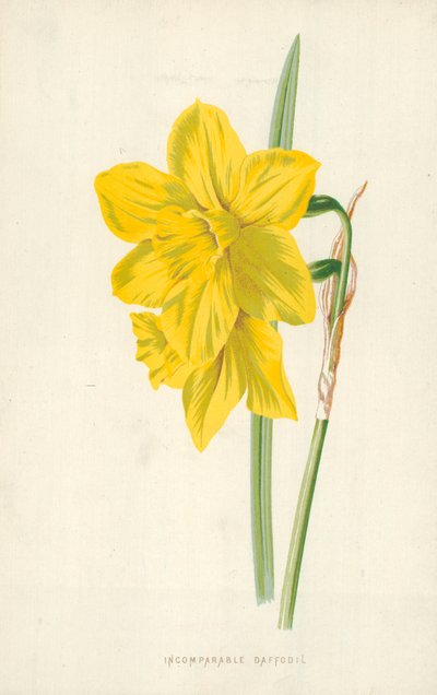 Verraton narsissi tekijältä Frederick Edward Hulme