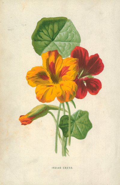 Intialainen krassi tekijältä Frederick Edward Hulme