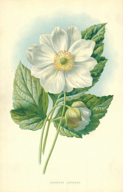 Japanilainen anemone tekijältä Frederick Edward Hulme