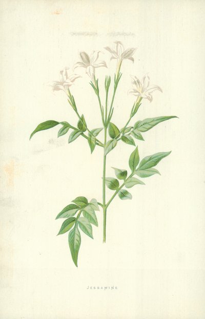 Jasmiini tekijältä Frederick Edward Hulme