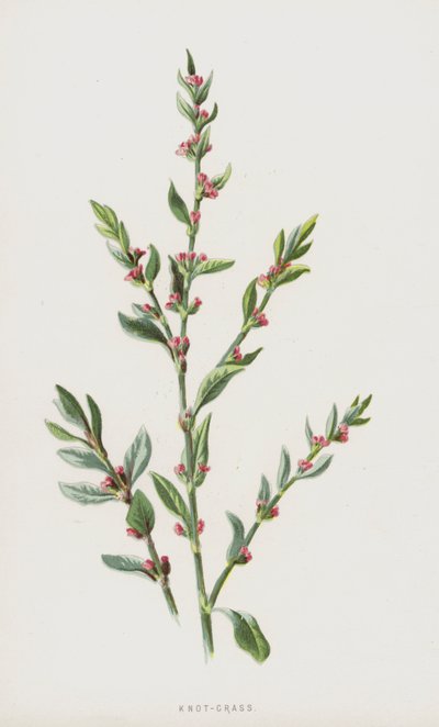 Knot-Grass (chromolitho) tekijältä Frederick Edward Hulme