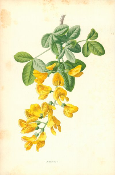 Laburnum tekijältä Frederick Edward Hulme