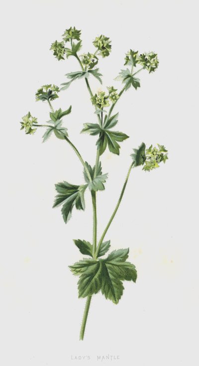 Ladys Mantle (chromolitho) tekijältä Frederick Edward Hulme