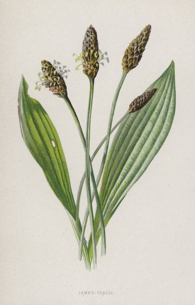 Karitsan kieli (chromolitho) tekijältä Frederick Edward Hulme