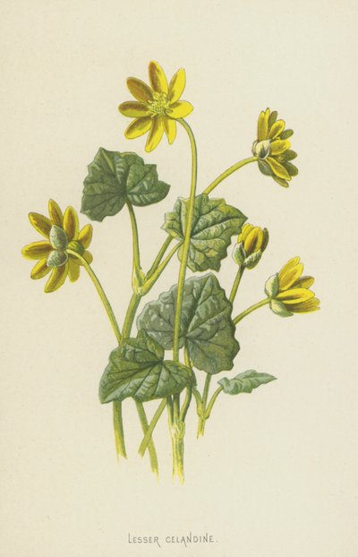 Pieni verihye (chromolitho) tekijältä Frederick Edward Hulme