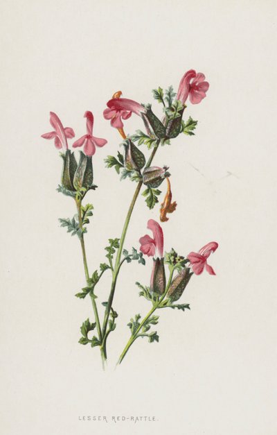 Lesser Red-Rattle (chromolitho) tekijältä Frederick Edward Hulme