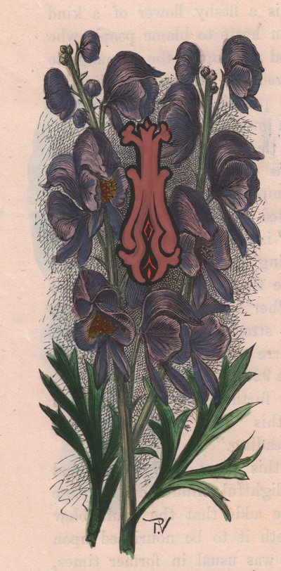 Letter I, lippalakkikirje, akvarellikaiverrus, cm 10x5, kirjoittanut Frederick Edward Hulme (1841-1909) Tutusta puutarhakukkasta, noin 1880 tekijältä Frederick Edward Hulme