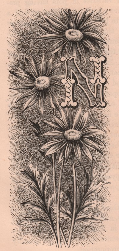 N-kirjain, korkkikirjain, kaiverrus, cm 10x5, kirjoittanut Frederick Edward Hulme (1841-1909) Tutusta puutarhakukkasta, noin 1880 tekijältä Frederick Edward Hulme