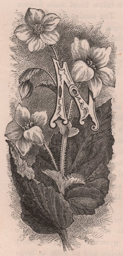 N-kirjain, korkkikirjain, kaiverrus, cm 10x5, kirjoittanut Frederick Edward Hulme (1841-1909) teoksesta Tuttu puutarhakukka, noin 1880 tekijältä Frederick Edward Hulme