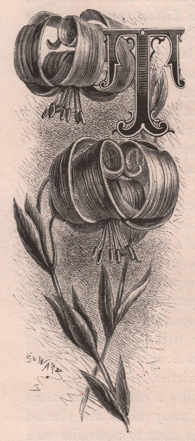 T-kirjain, korkkikirjain, kaiverrus, cm 10x5, kirjoittanut Frederick Edward Hulme (1841-1909) Tutusta puutarhakukkasta, noin 1880 tekijältä Frederick Edward Hulme