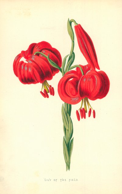Kielo kenttä tekijältä Frederick Edward Hulme