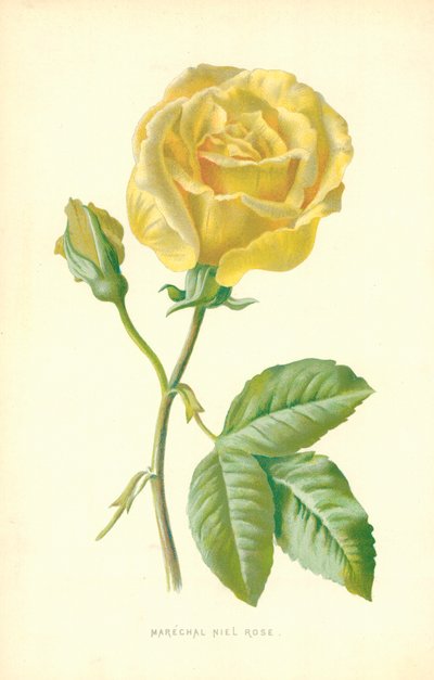 Marechal Niel Rose tekijältä Frederick Edward Hulme