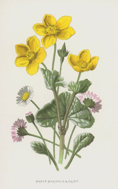 Marsh Marigold ja Daisy (chromolitho) tekijältä Frederick Edward Hulme