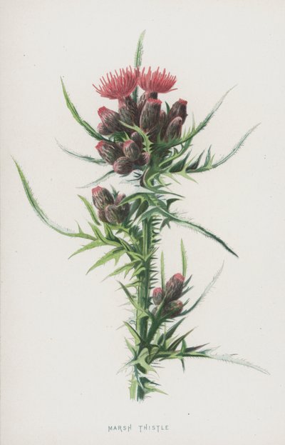 Suoohdake (chromolitho) tekijältä Frederick Edward Hulme