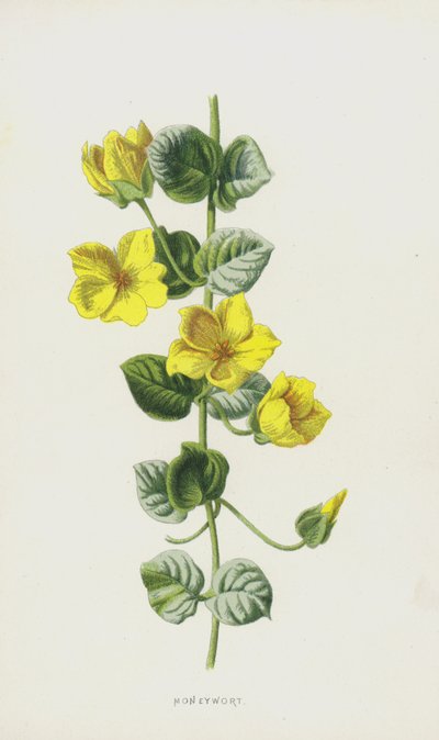 Moneywort (chromolitho) tekijältä Frederick Edward Hulme