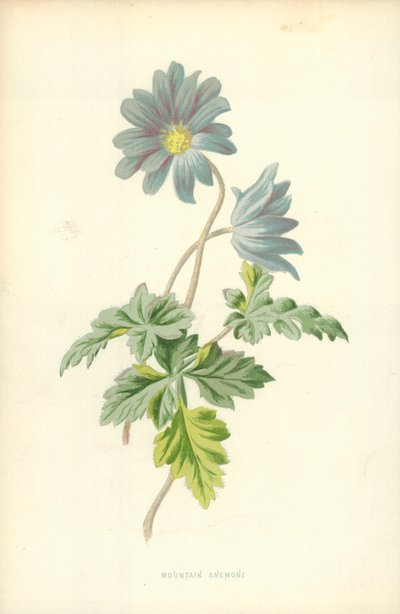 Vuorivuokko tekijältä Frederick Edward Hulme