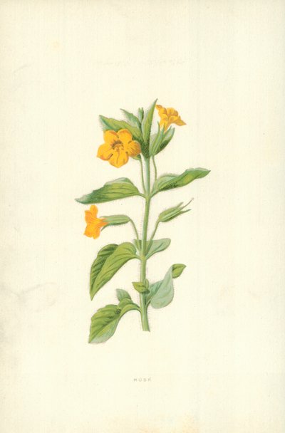 Myski tekijältä Frederick Edward Hulme