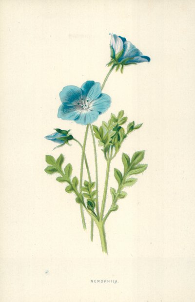 Nemophila tekijältä Frederick Edward Hulme