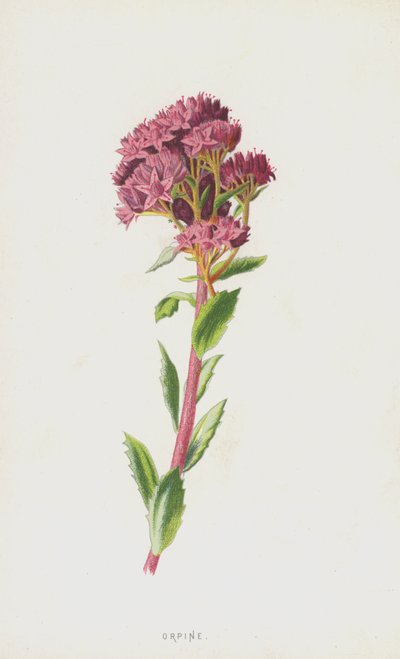 Orpine (chromolitho) tekijältä Frederick Edward Hulme