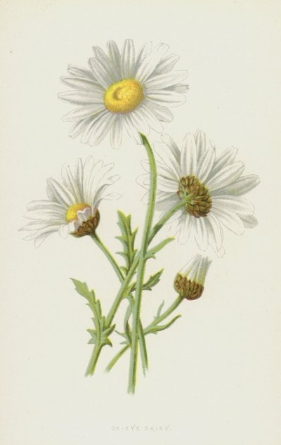 Ox-Eye Daisy (chromolitho) tekijältä Frederick Edward Hulme