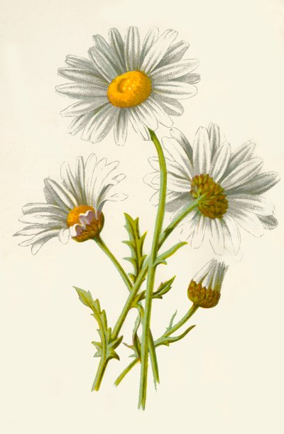 Ox-Eye Daisy, 1877. tekijältä Frederick Edward Hulme