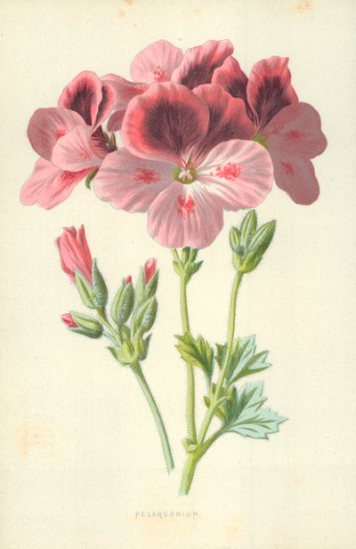 Pelargonium tekijältä Frederick Edward Hulme