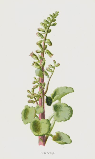 Pennywort (chromolitho) tekijältä Frederick Edward Hulme