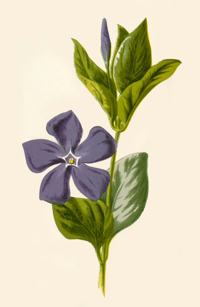 Periwinkle, 1877. tekijältä Frederick Edward Hulme