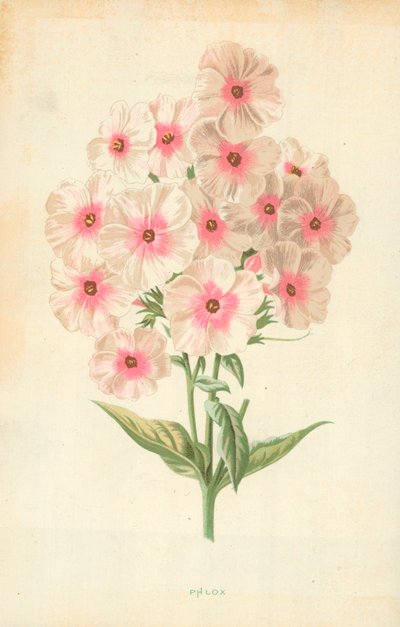 Leimukukka tekijältä Frederick Edward Hulme