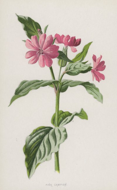 Pink Campion (chromolitho) tekijältä Frederick Edward Hulme
