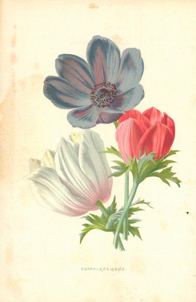 Unikko-Anemone tekijältä Frederick Edward Hulme