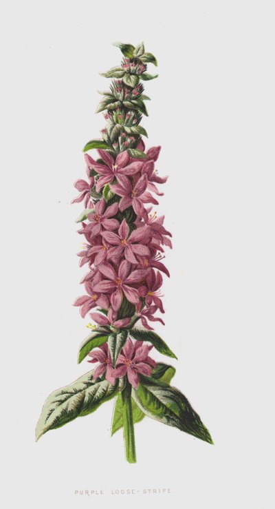 Purple Loose-Strife (chromolitho) tekijältä Frederick Edward Hulme