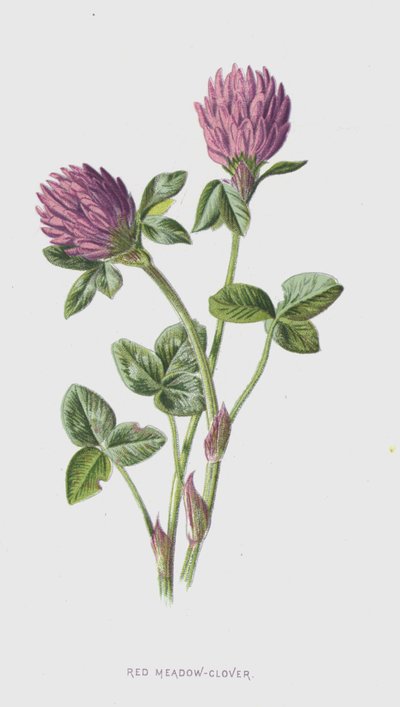 Punainen niitty-apila (chromolitho) tekijältä Frederick Edward Hulme