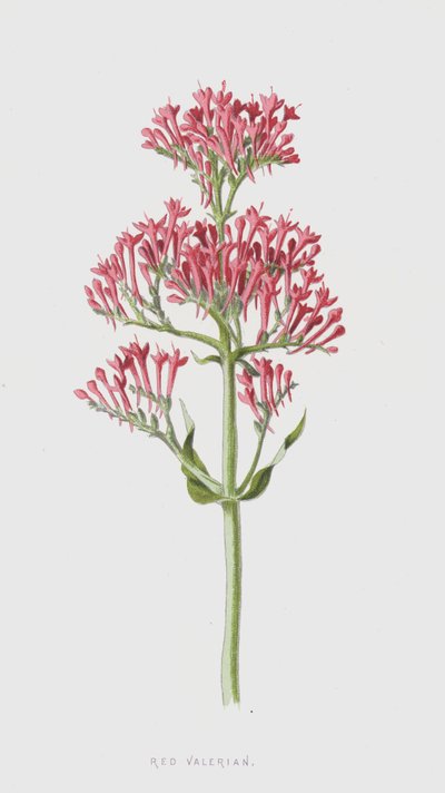 Punainen Valerian (chromolitho) tekijältä Frederick Edward Hulme