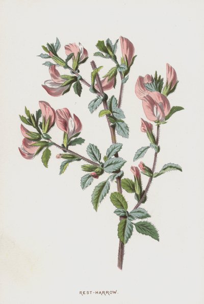 Rest-Harrow (chromolitho) tekijältä Frederick Edward Hulme