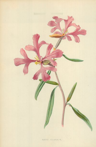 Rosy Clarkia tekijältä Frederick Edward Hulme