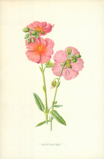 Ruddy Rock Rose tekijältä Frederick Edward Hulme
