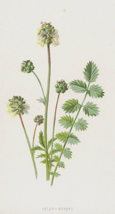 Salaatti-Burnet (chromolitho) tekijältä Frederick Edward Hulme