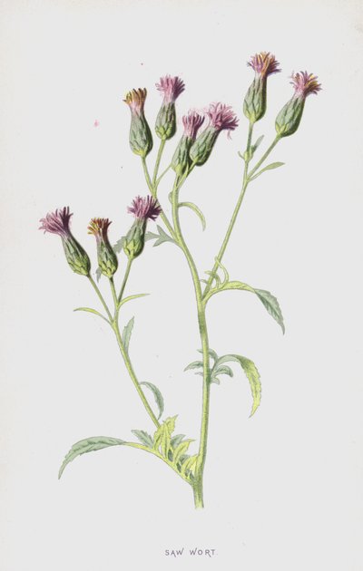 Sahavierre (chromolitho) tekijältä Frederick Edward Hulme