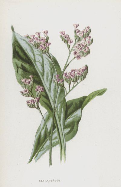 Meri laventeli (chromolitho) tekijältä Frederick Edward Hulme