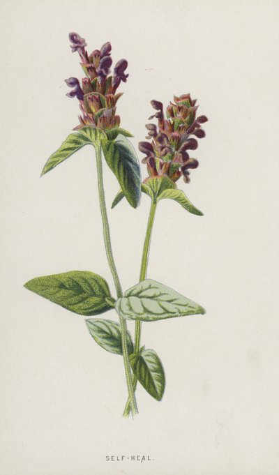 Itseparannus (kromoliitti) tekijältä Frederick Edward Hulme