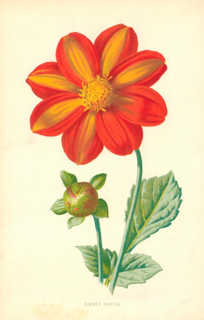 Sinkku Dahlia tekijältä Frederick Edward Hulme