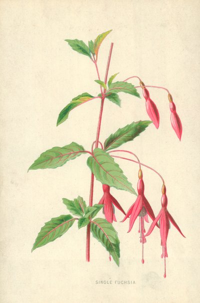 Yksittäinen fuksia tekijältä Frederick Edward Hulme