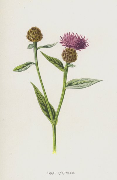 Pieni kääpiö (chromolitho) tekijältä Frederick Edward Hulme