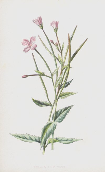 Pieni pajuyrtti (chromolitho) tekijältä Frederick Edward Hulme