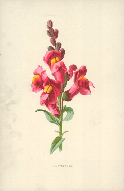 Snapdragon tekijältä Frederick Edward Hulme