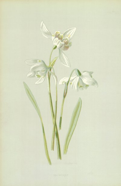 Lumikello tekijältä Frederick Edward Hulme