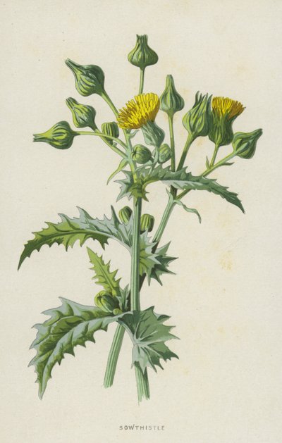 kylvö (chromolitho) tekijältä Frederick Edward Hulme